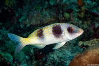 Image result for Parupeneus trifasciatus