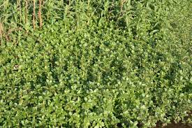 Attēlu rezultāti vaicājumam “Veronica beccabunga bud”