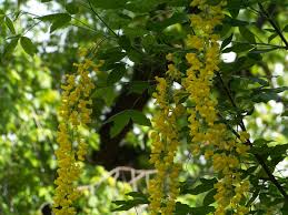 Attēlu rezultāti vaicājumam “Laburnum alpinum flower”