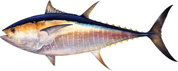 Image result for giant tuna