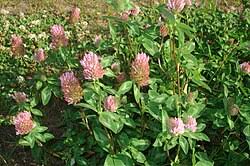 Attēlu rezultāti vaicājumam “Trifolium pratense flower”