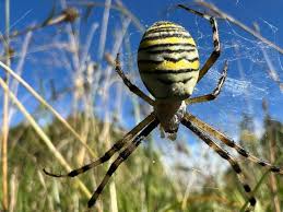 Attēlu rezultāti vaicājumam “Argiope bruennichi”