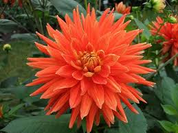 Image result for Dahlia `Snowflake`