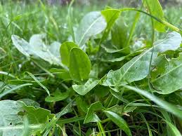 Attēlu rezultāti vaicājumam “Rumex acetosa”