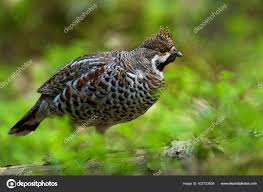 Attēlu rezultāti vaicājumam “Tetrastes bonasia female”