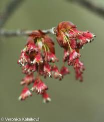 Attēlu rezultāti vaicājumam “Ulmus laevis flower”