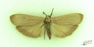 Attēlu rezultāti vaicājumam “Eilema depressa”