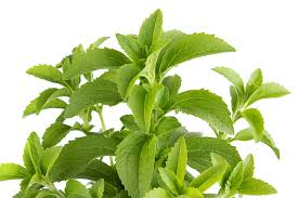 Image result for Stevia rebaudiana