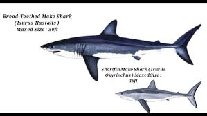 Image result for Isurus oxyrinchus
