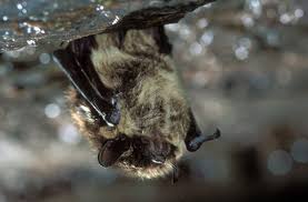 Attēlu rezultāti vaicājumam “Eptesicus nilssonii”