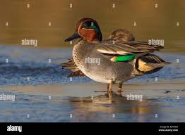 Attēlu rezultāti vaicājumam “Anas crecca”