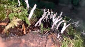 Attēlu rezultāti vaicājumam “Xylaria hypoxylon”