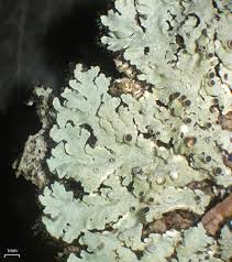 Attēlu rezultāti vaicājumam “Physcia aipolia”