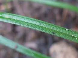 Attēlu rezultāti vaicājumam “Carex pallescens”