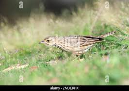 Attēlu rezultāti vaicājumam “Anthus trivialis adult”