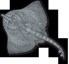 Image result for Rostroraja alba