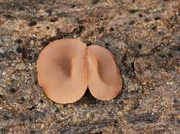 Attēlu rezultāti vaicājumam “Ombrophila violacea”