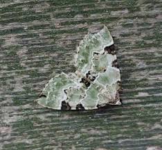 Attēlu rezultāti vaicājumam “Colostygia pectinataria male”