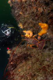 Image result for Jersey Sub Aqua Club