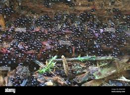 Attēlu rezultāti vaicājumam “Cribraria purpurea”