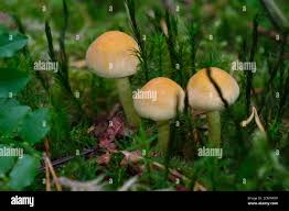 Attēlu rezultāti vaicājumam “Suillus bovinus”