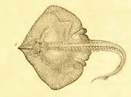 Image result for Raja undulata