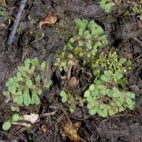 Attēlu rezultāti vaicājumam “Marchantiopsida”