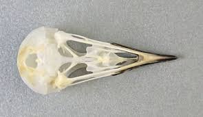 Image result for Sylvia hortensis