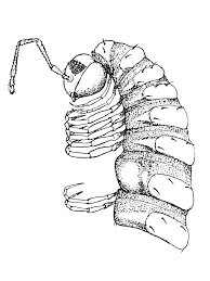 Attēlu rezultāti vaicājumam “Craspedosoma rawlinsi”