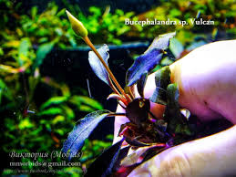 Risultati immagini per bucephalandra pinoh red stem