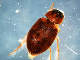 Attēlu rezultāti vaicājumam “Hydrophilidae”