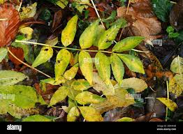 Attēlu rezultāti vaicājumam “Clavulinopsis cinerioides”