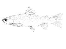 Image result for Salmo trutta trutta