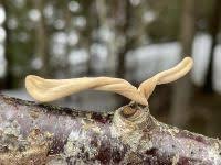 Attēlu rezultāti vaicājumam “Macrotyphula fistulosa var. contorta”