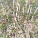 Attēlu rezultāti vaicājumam “Phleum phleoides fruit”