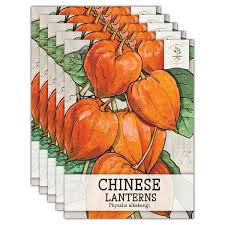 Attēlu rezultāti vaicājumam “Physalis alkekengi”