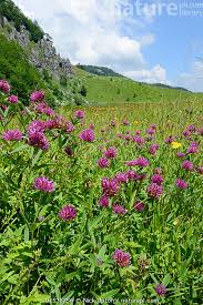 Attēlu rezultāti vaicājumam “Trifolium alpestre”
