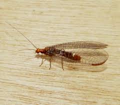 Attēlu rezultāti vaicājumam “Lophozia capitata”