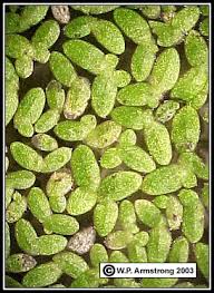 Attēlu rezultāti vaicājumam “Lemnaceae”