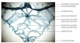 Attēlu rezultāti vaicājumam “Pistia stratiotes leaf”