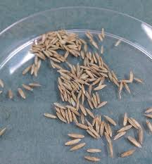 Attēlu rezultāti vaicājumam “Glyceria maxima fruit”