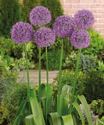 Image result for Zierlauch