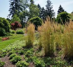 Attēlu rezultāti vaicājumam “Calamagrostis stricta”