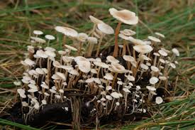 Attēlu rezultāti vaicājumam “Collybia cirrhata”