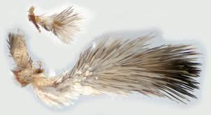 Attēlu rezultāti vaicājumam “Catoptria verellus”