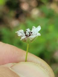 Attēlu rezultāti vaicājumam “Microbotryum tragopogonis - pratensis”