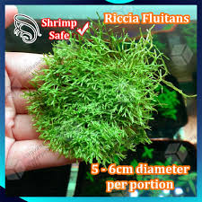 Attēlu rezultāti vaicājumam “Riccia”