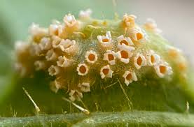 Attēlu rezultāti vaicājumam “Puccinia urticata”