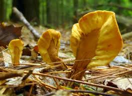 Attēlu rezultāti vaicājumam “Spathularia flavida”