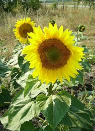 Attēlu rezultāti vaicājumam “Helianthus annuus flower”